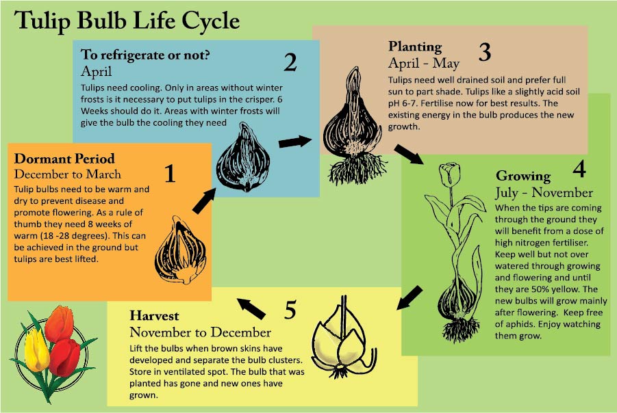 Life Cycle Of A Bulb 16