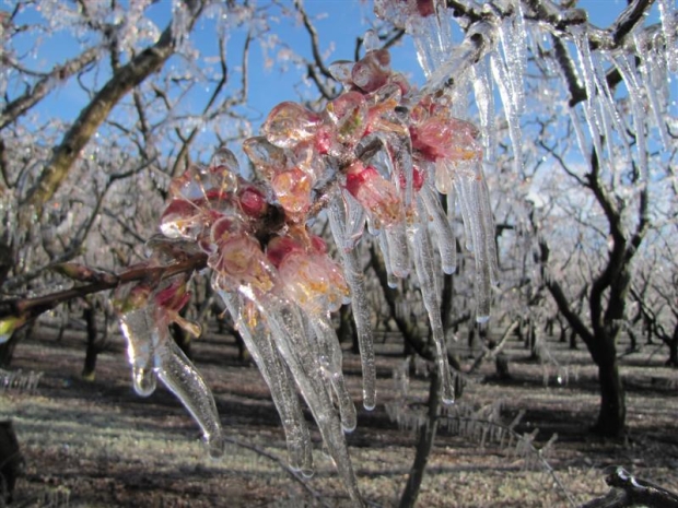apricot_blossom_is_covered_in_ice_on_an_earnscleug_5051bff576